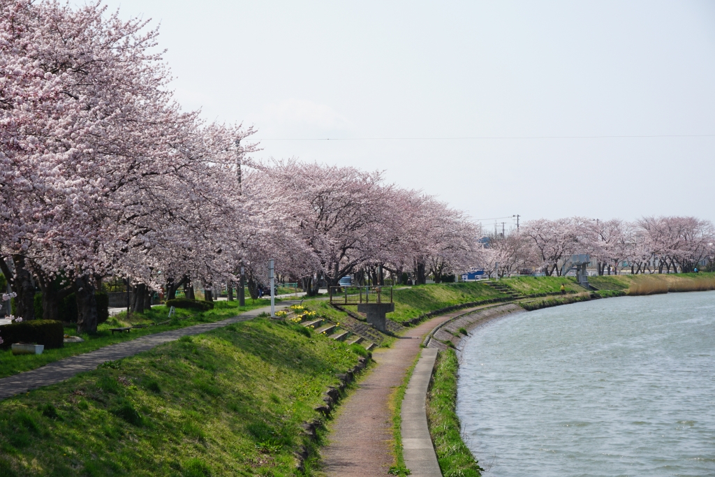 Beautiful Cherry Blossoms in Sakata 酒田の桜　