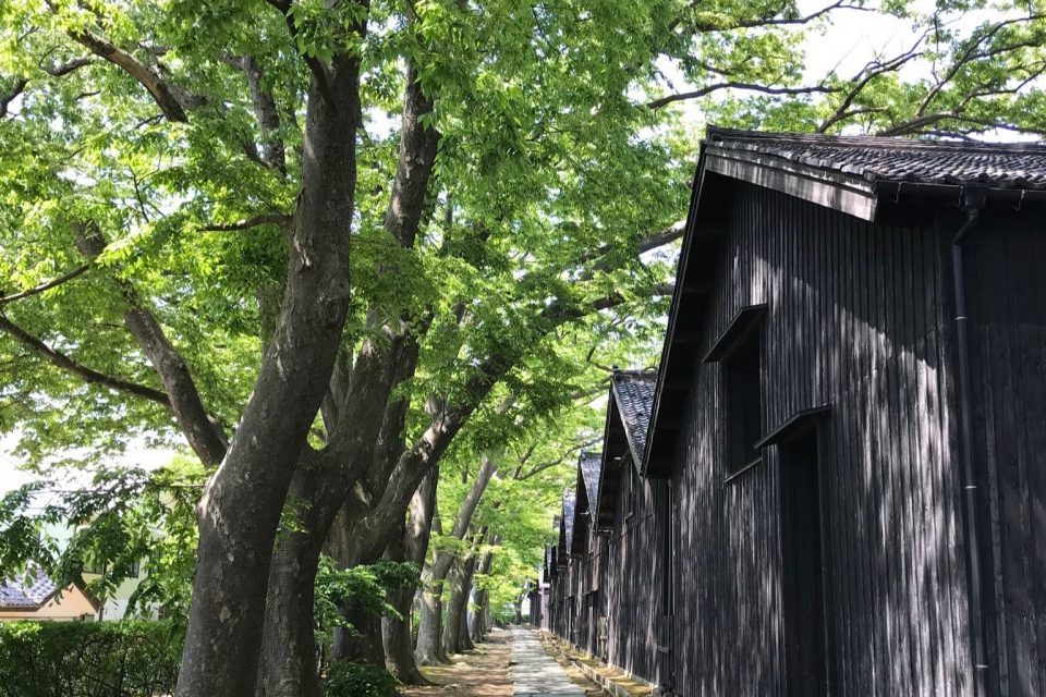 The Sankyo Rice Storehouses and Zelkova Trees